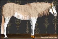 Horse Color:Red Dun Splash and Red Dun Splash