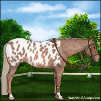 Horse Color:Red Roan Mushroom Appaloosa