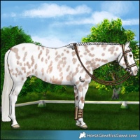 Horse Color:Red Roan Mushroom Appaloosa 