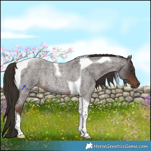Horse Color:Liver Red Roan Tobiano Rabicano 