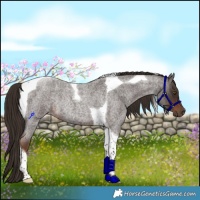 Horse Color:Liver Red Roan Tobiano Rabicano 