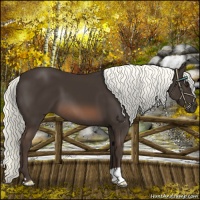 Horse Color:Liver Chestnut Mushroom 