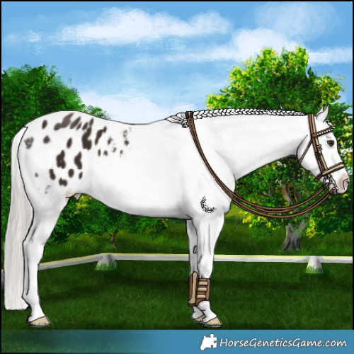 Horse Color:Liver Chestnut Mushroom Appaloosa 