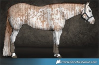 Horse Color:Red Dun Splash  and Gold Champagne Dun Splash 