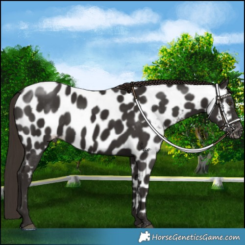 Horse Color:Liver Chestnut Appaloosa 