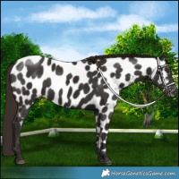 Horse Color:Liver Chestnut Near Leopard 