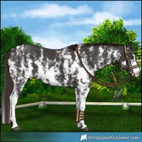 Horse Color:Liver Chestnut Sabino 