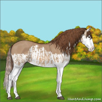 Horse Color:Red Dun Splash and Red Dun Splash