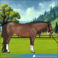Horse Color:Liver Chestnut 