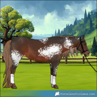 Horse Color:White Spotted Liver Chestnut 