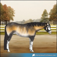 Horse Color:White Spotted Buckskin Onyx Rabicano 