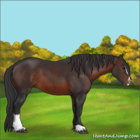 Horse Color:Brown Sabino 