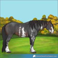 Horse Color:Brown Sabino