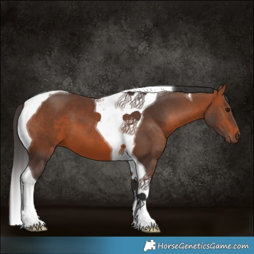 Horse Color:Bay Tobiano 
