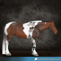 Horse Color:Bay Tobiano 