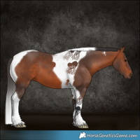 Horse Color:Bay Tobiano 