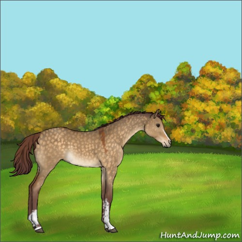Horse Color:White Spotted Chocolate Buckskin Dun 