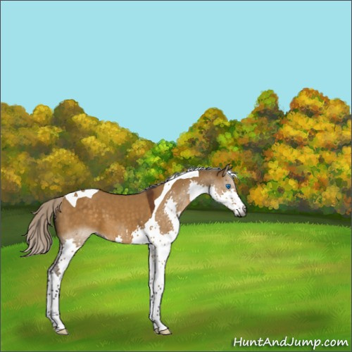 Horse Color:Gray Silver Buckskin Dun Splash Tobiano 