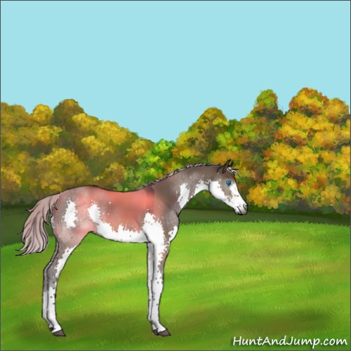 Horse Color:Gray White Spotted Silver Brown Dun Splash Rabicano 