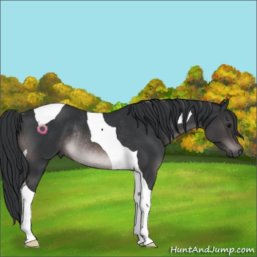 Horse Color:Platinum Brown Tobiano Rabicano 