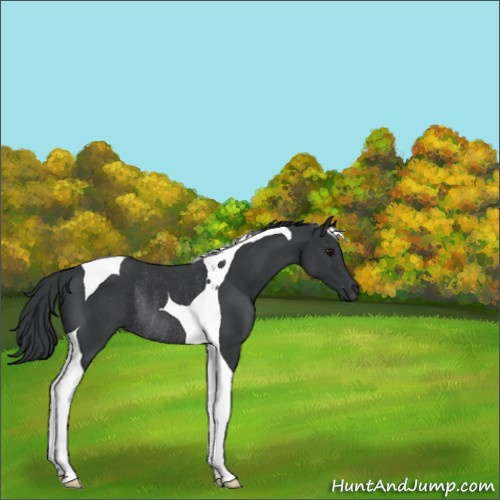 Horse Color:Platinum Black Tobiano Rabicano 