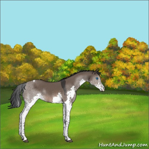 Horse Color:Brown Dun Splash Tobiano Rabicano 
