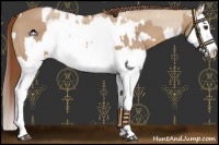 Horse Color:Red Dun Splash  and Red Dun Splash Near Leopard 