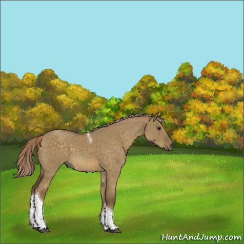 Horse Color:Chocolate Palomino Dun Tobiano Rabicano 