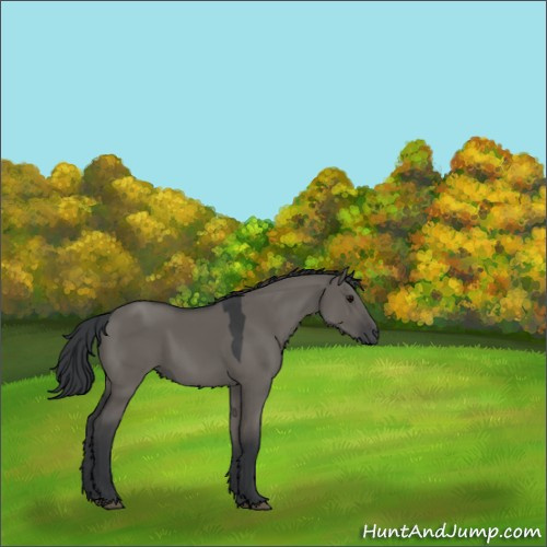 Horse Color:Grullo 