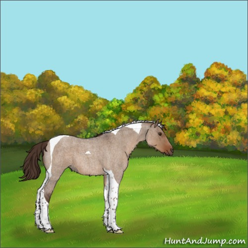 Horse Color:Liver Red Dun Roan Tobiano 