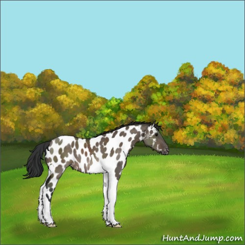 Horse Color:Brown Dun Tobiano Appaloosa Rabicano 