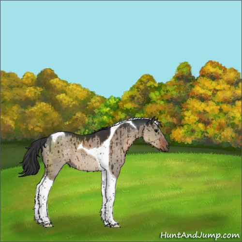 Horse Color:Brown Dun Tobiano Brindle 
