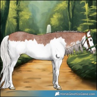 Horse Color:Silver Bay Roan Splash 