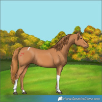 Horse Color:Chestnut Tobiano Rabicano 