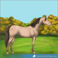 Horse Color:Amber Champagne 