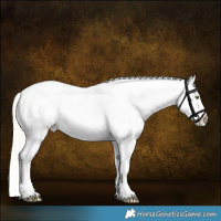 Horse Color:White Spotted Silver Amber Cream Champagne Sabino Splash Frame Appaloosa
