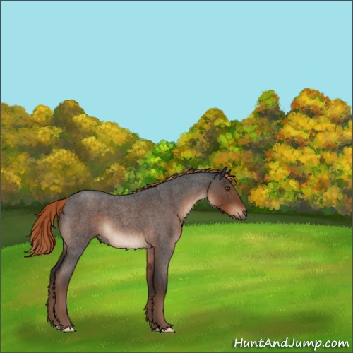 Horse Color:Liver Red Roan 
