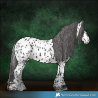 Horse Color:Black Appaloosa