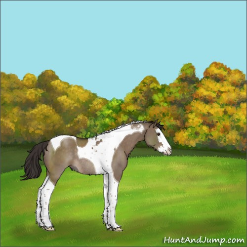 Horse Color:Liver Red Dun Splash Tobiano Rabicano 