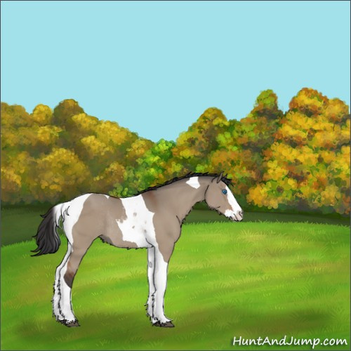 Horse Color:Brown Dun Splash Tobiano Rabicano 