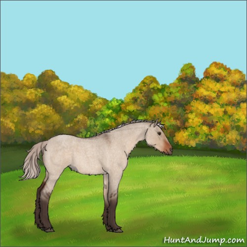 Horse Color:Silver Brown Roan Dun Rabicano 
