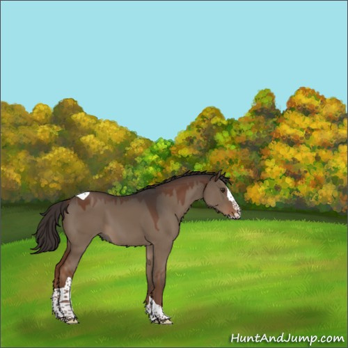 Horse Color:Liver Red Dun Splash Tobiano Rabicano 