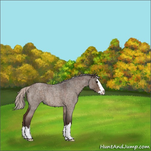 Horse Color:Silver Brown Roan Dun Splash Rabicano Brindle 
