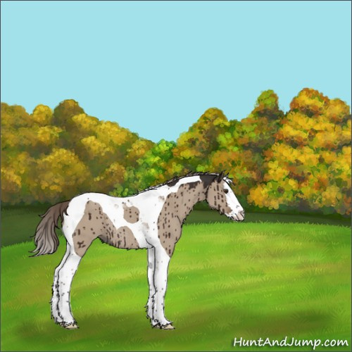 Horse Color:Liver Red Dun Splash Tobiano Rabicano Brindle 