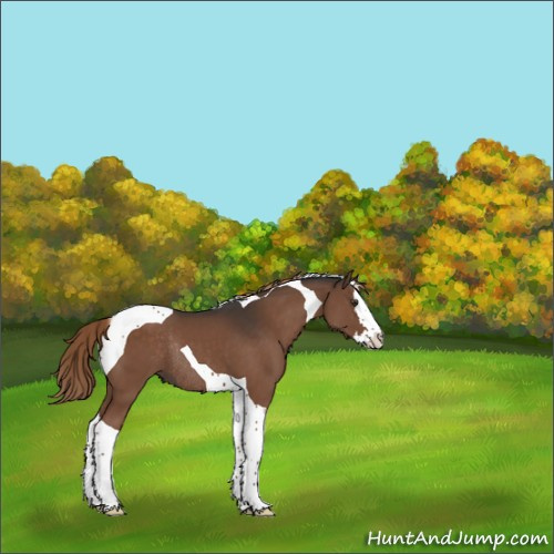 Horse Color:Liver Chestnut Splash Tobiano Rabicano 