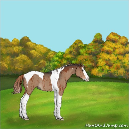 Horse Color:Liver Red Dun Splash Tobiano Rabicano Brindle 