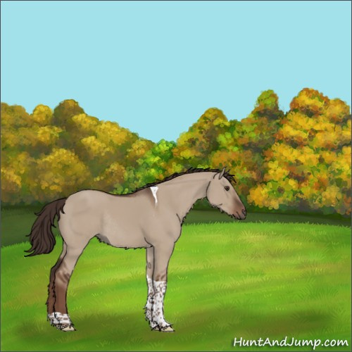 Horse Color:Liver Red Dun Tobiano Rabicano 