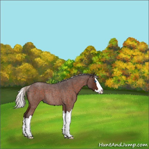 Horse Color:Silver Brown Roan Splash Rabicano 