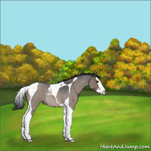 Horse Color:Brown Roan Dun Splash Tobiano Rabicano 
