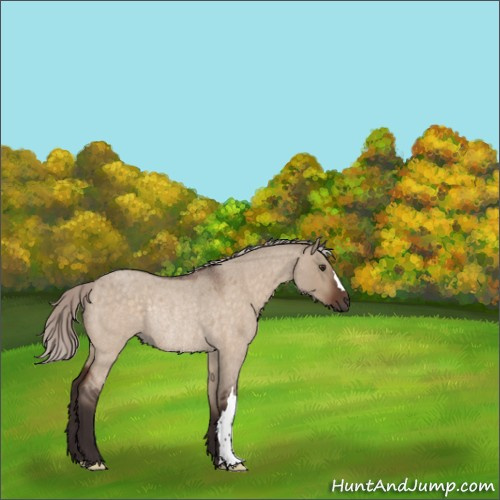 Horse Color:Silver Brown Roan Dun Rabicano 